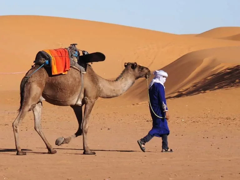 Explore a captivating Tour of 5-days Camel Trekking in Tafraout Sidi Aili with Mythic Morocco Tours. Perfect for those with moderate fitness levels, our dromedary treks offer a charming escapade through the unpopulated area connecting Tafrout, Erg Chebbi, and Zagora. Immerse yourself in the nomadic culture and enjoy the peacefulness of open-air camps beneath the desert sky. Nights are spent in cosy European tents with soft blankets and comfortable mattresses, making your experience the ideal mixture of comfort and adventure. Book now for a fascinating desert journey with Mythic Morocco Tours!