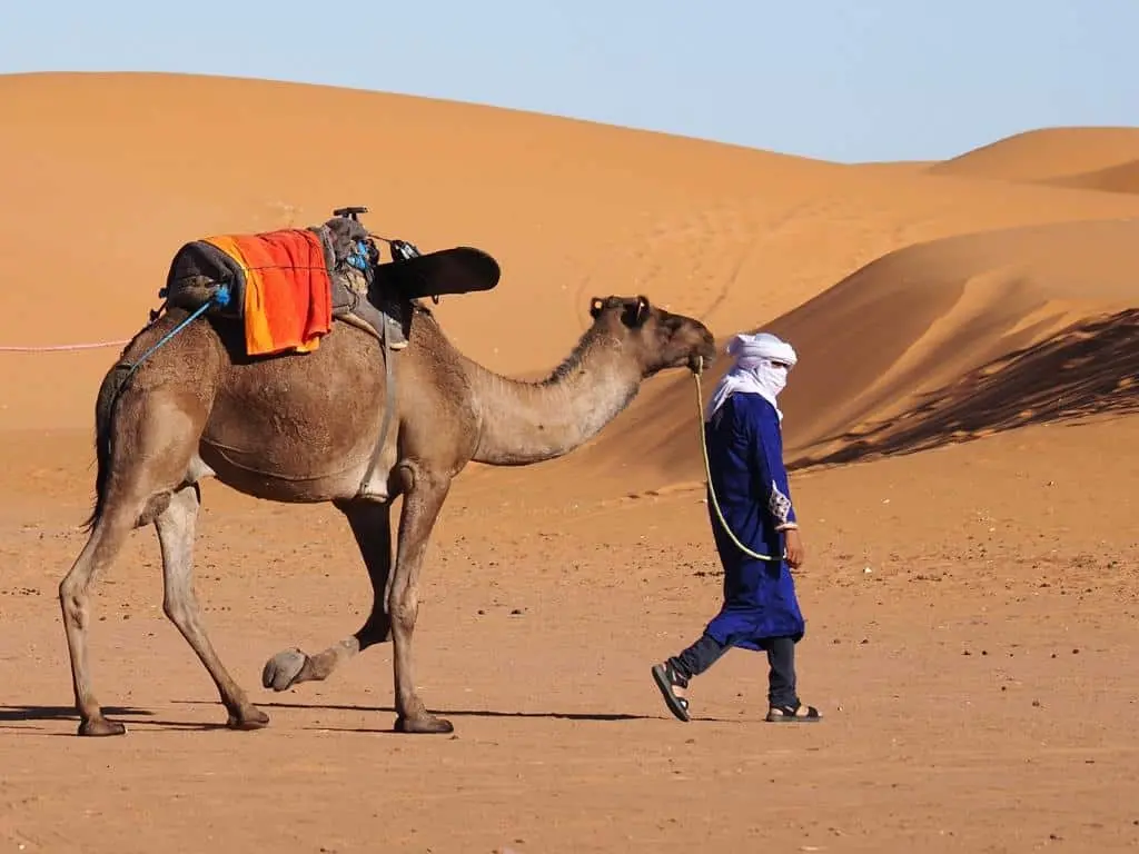 Explore a captivating Tour of  5-day Camel Trek inTafrout Sidi Ali with Mythic Morocco Tours. Perfect for those with moderate fitness levels, our dromedary treks offer a charming escapade through the unpopulated area connecting Tafrout, Erg Chebbi, and Zagora. Immerse yourself in the nomadic culture and enjoy the peacefulness of open-air camps beneath the desert sky. Nights are spent in cosy European tents with soft blankets and comfortable mattresses, making your experience the ideal mixture of comfort and adventure.
