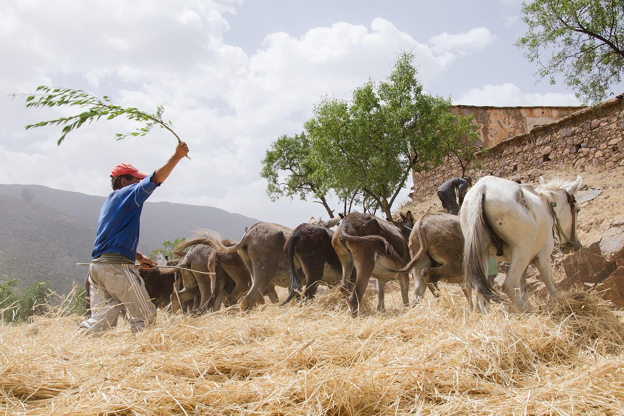 herder, horse, nature, agriculture, tradition, grains, culture, high atlas, mountains, heritage, work, harvest