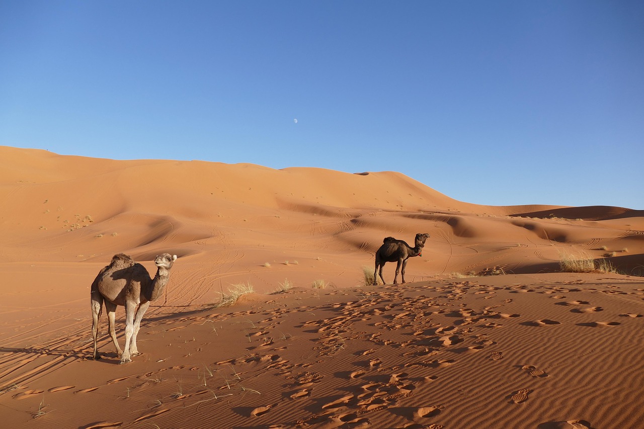 merzouga, morocco, africa, desert, nature, sand dunes, berber, to travel, sand, camel, sahara