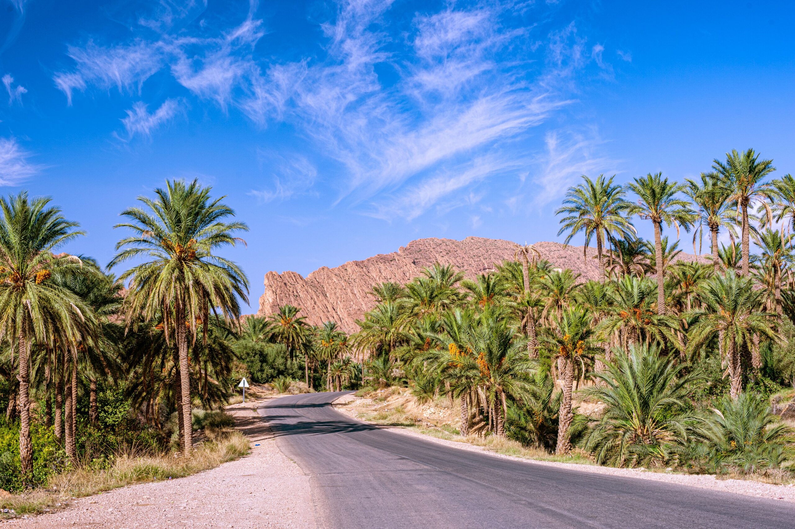 Beautiful palm trees line an asphalt road in a sunny Biskra oasis with a backdrop of rugged mountains.