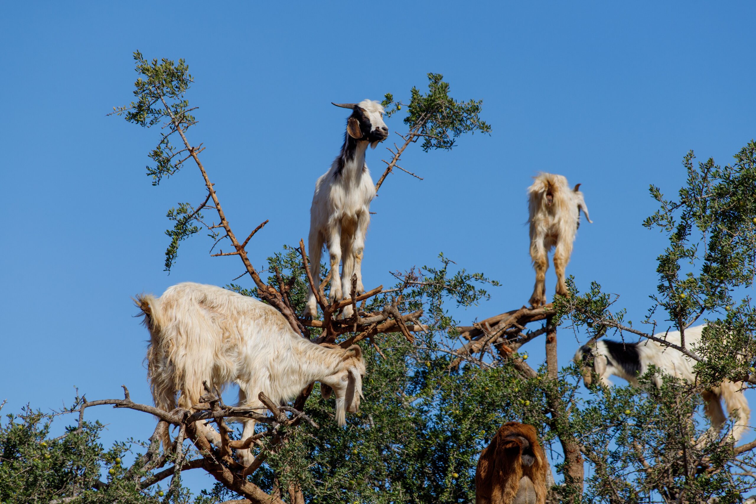 Goats balancing on an argan tree in Morocco, showcasing unique behavior.