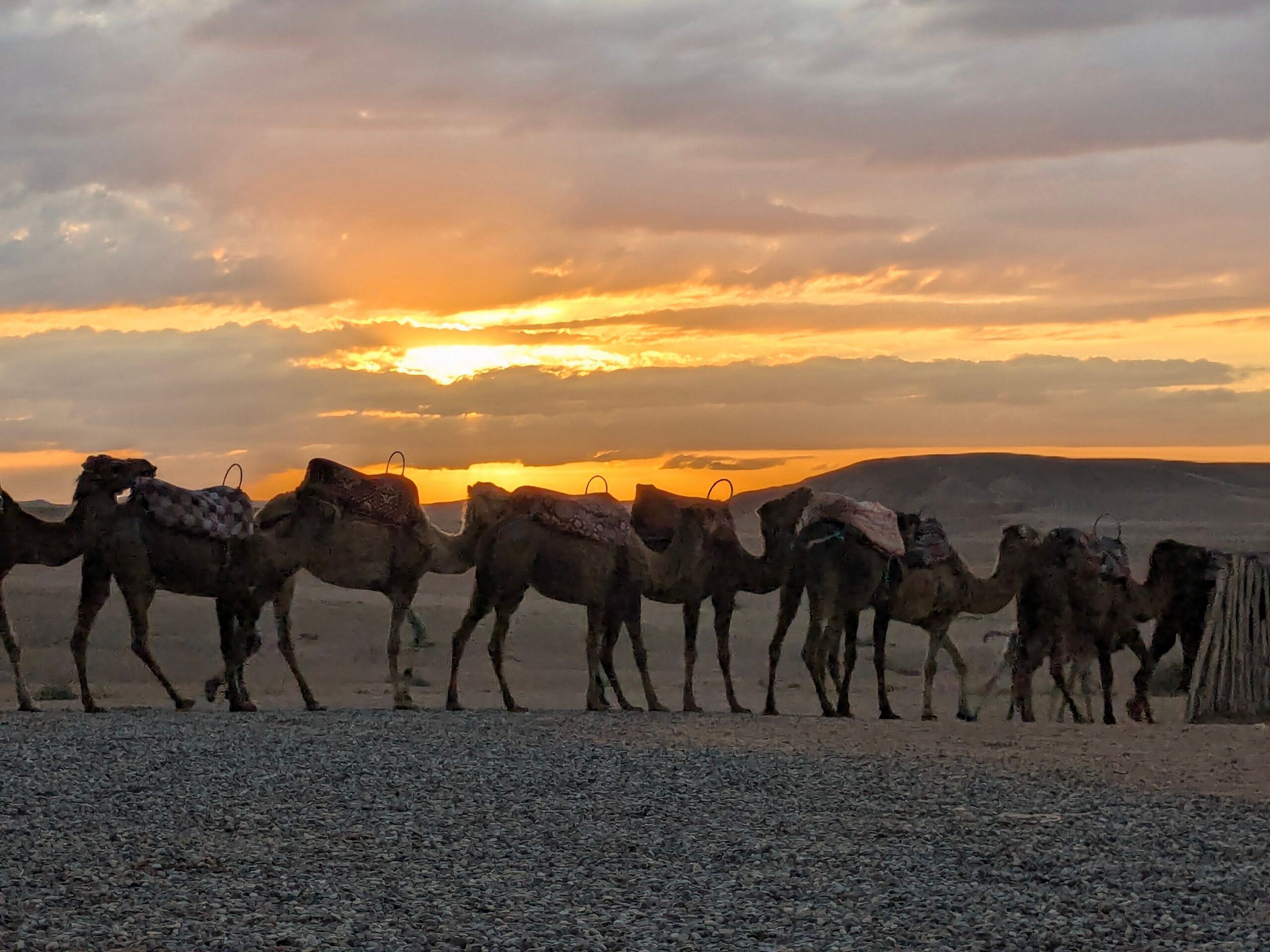 A line of camels silhouettes against a stunning desert sunset, evoking adventure and travel.