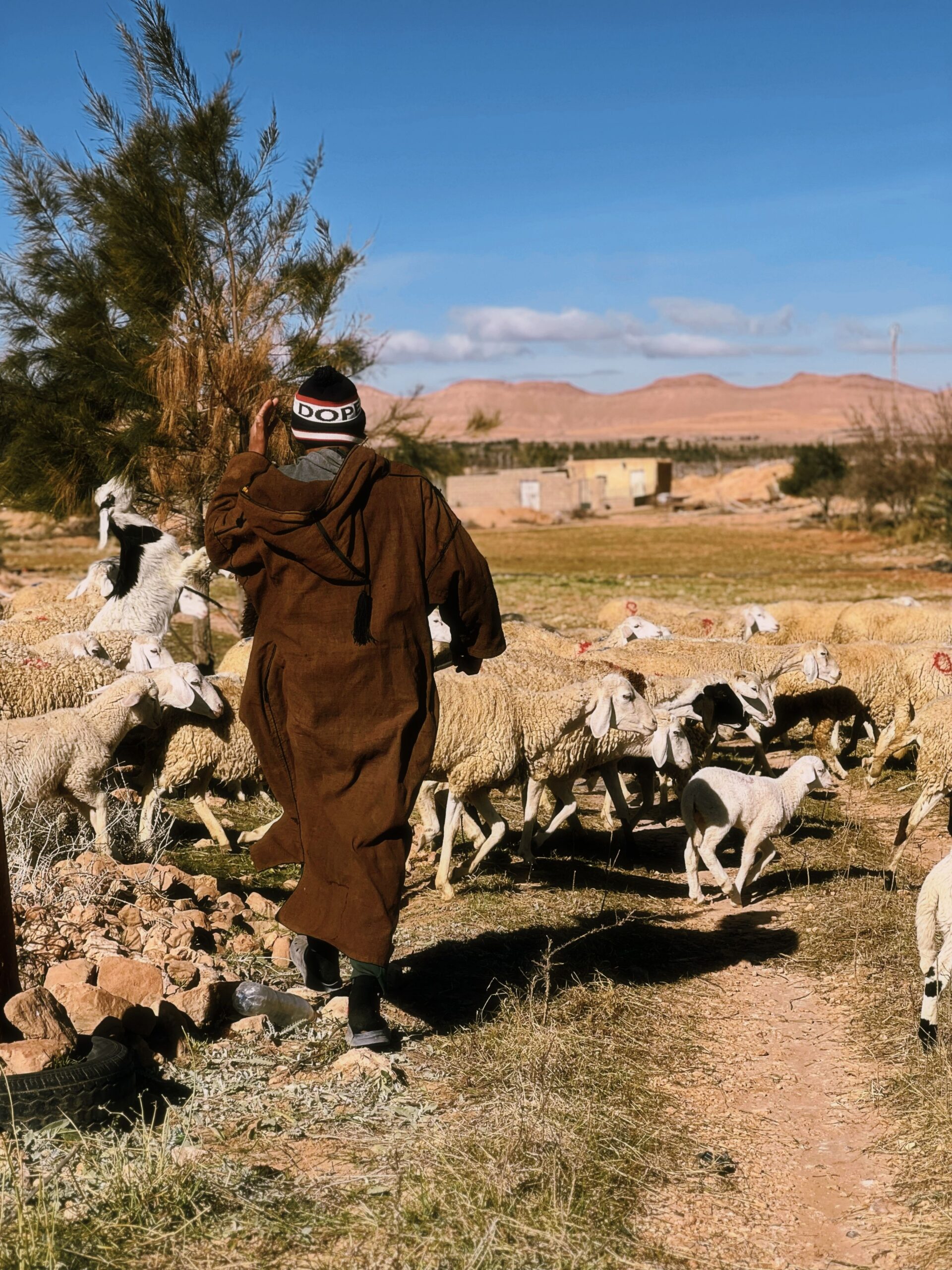 A shepherd in traditional attire guiding sheep flock in Algerian Sahara landscape on a sunny day.