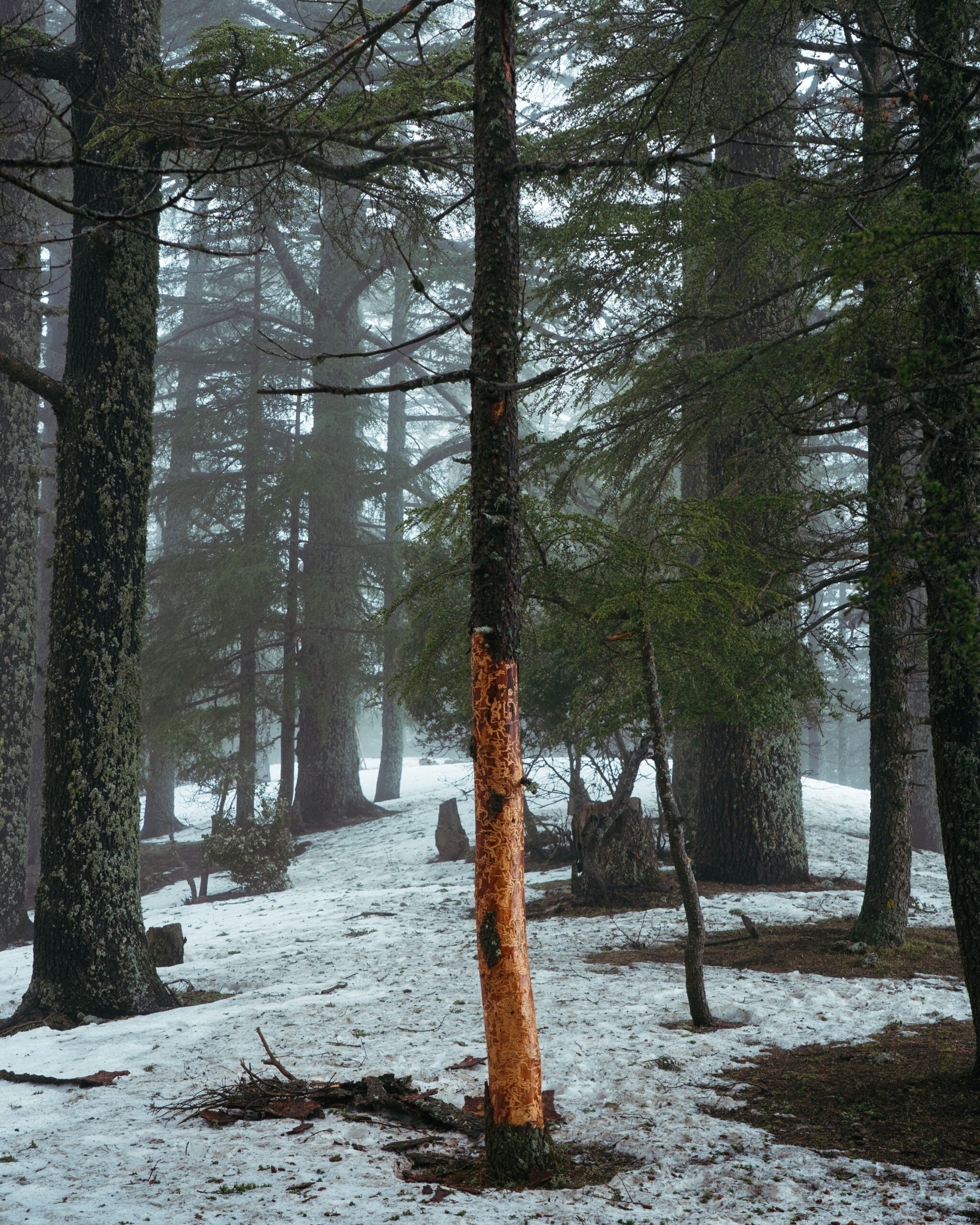 Serene winter forest with snow and mist in Azrou, Morocco, capturing tranquil beauty.