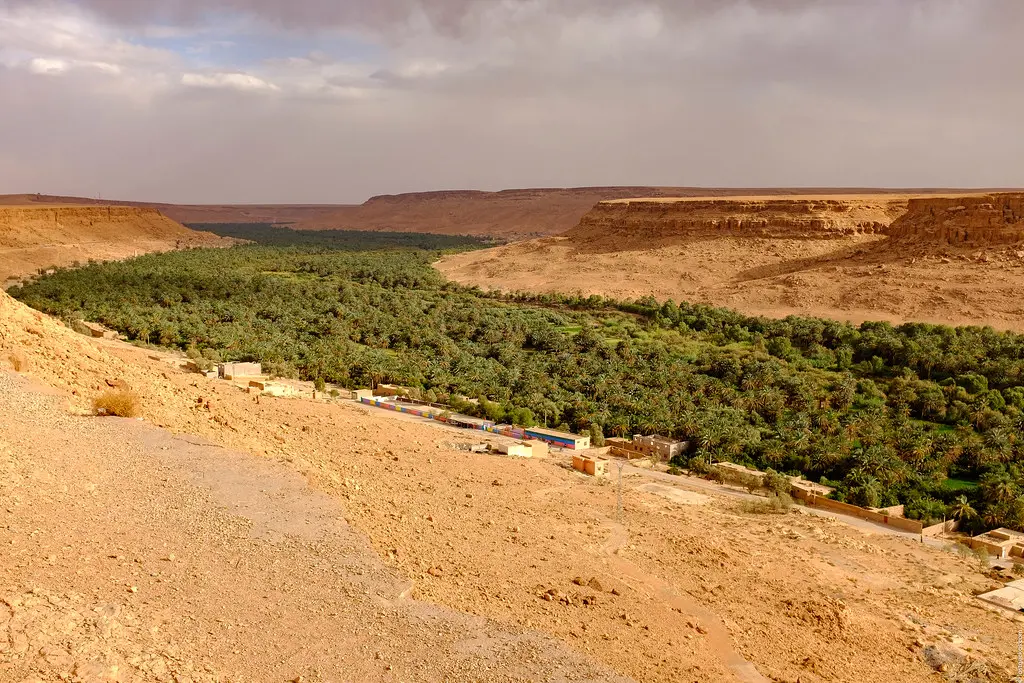Ziz Valley palm oasis