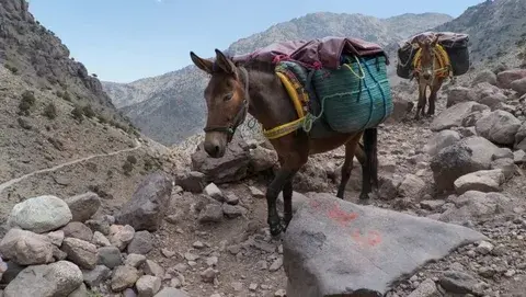 Bab n Ali mule trekking Jbel Saghro