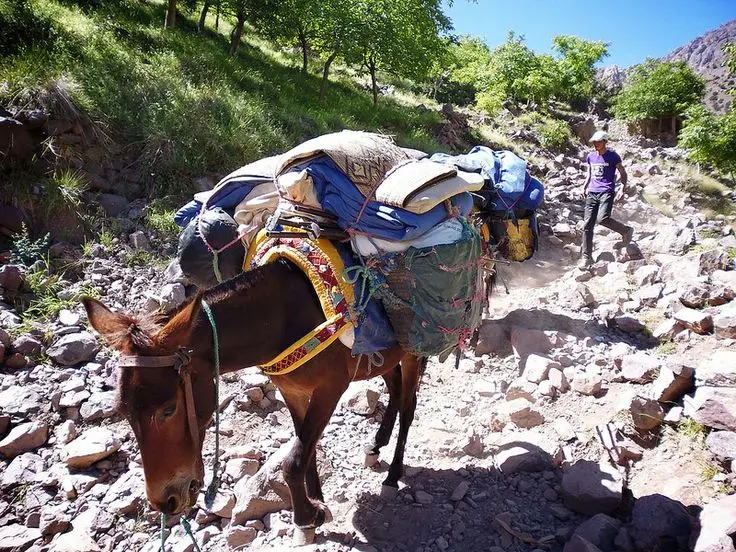 Boutghrar mule trek southern Morocco