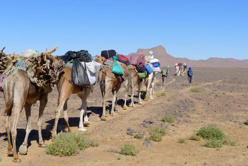 M'Hamid El Ghizlane camel trekking Morocco