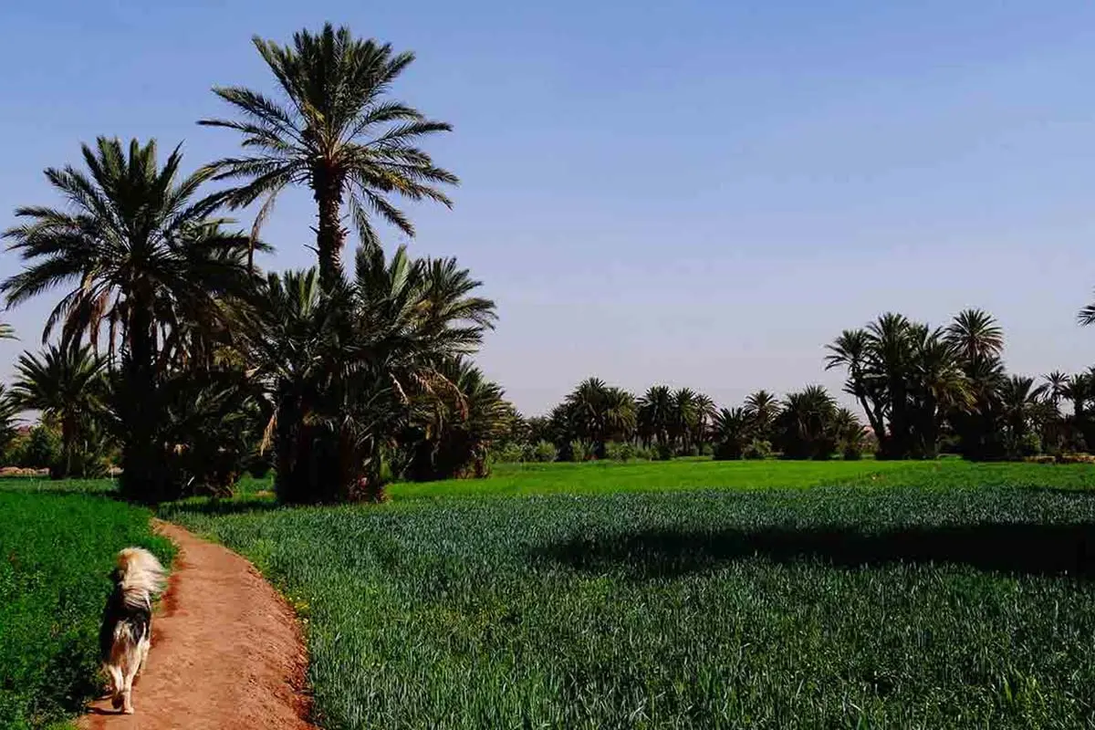 Skoura Oasis Morocco landscape