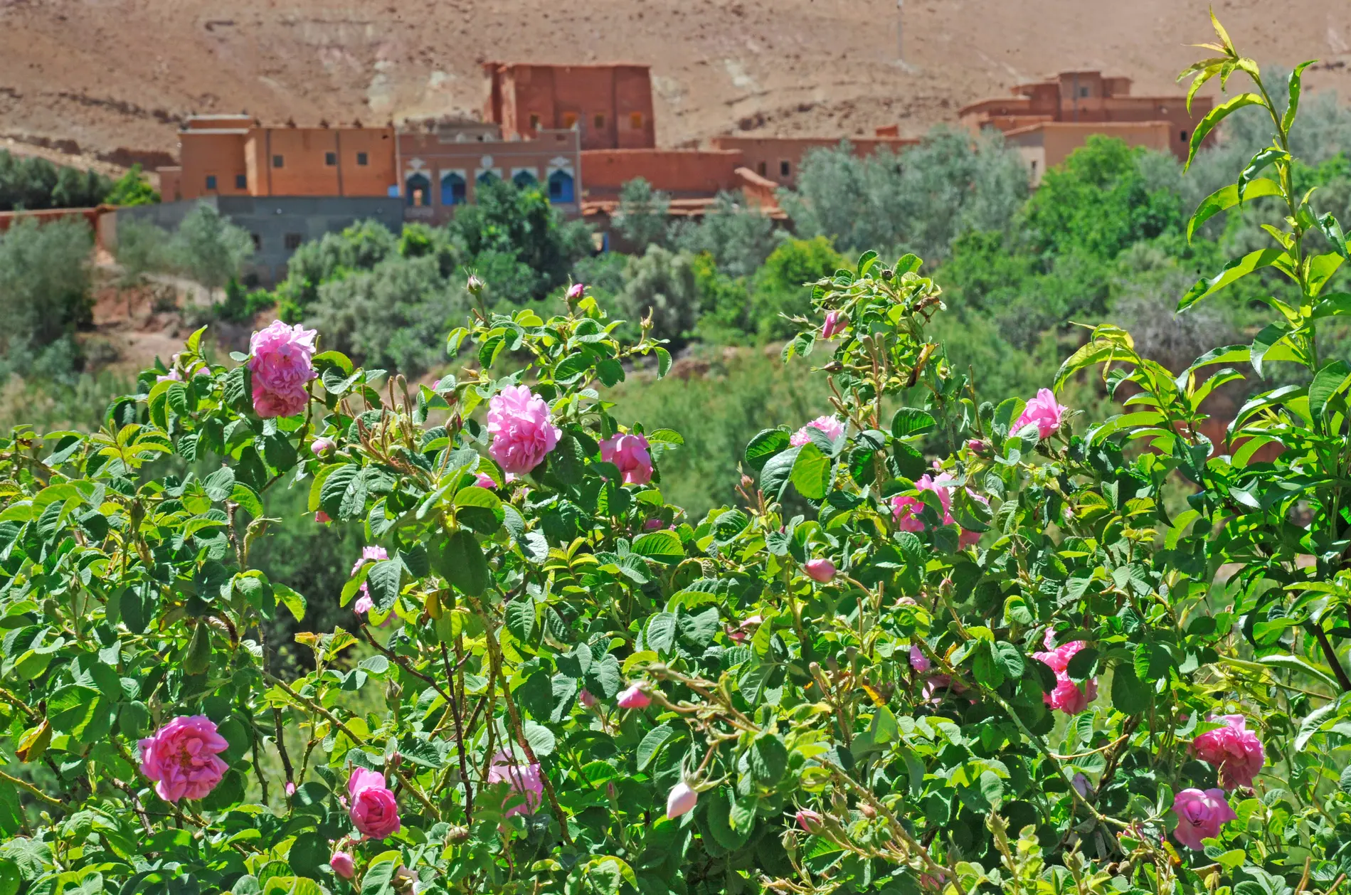 Valley of Roses near Kelaat M'Gouna Morocco